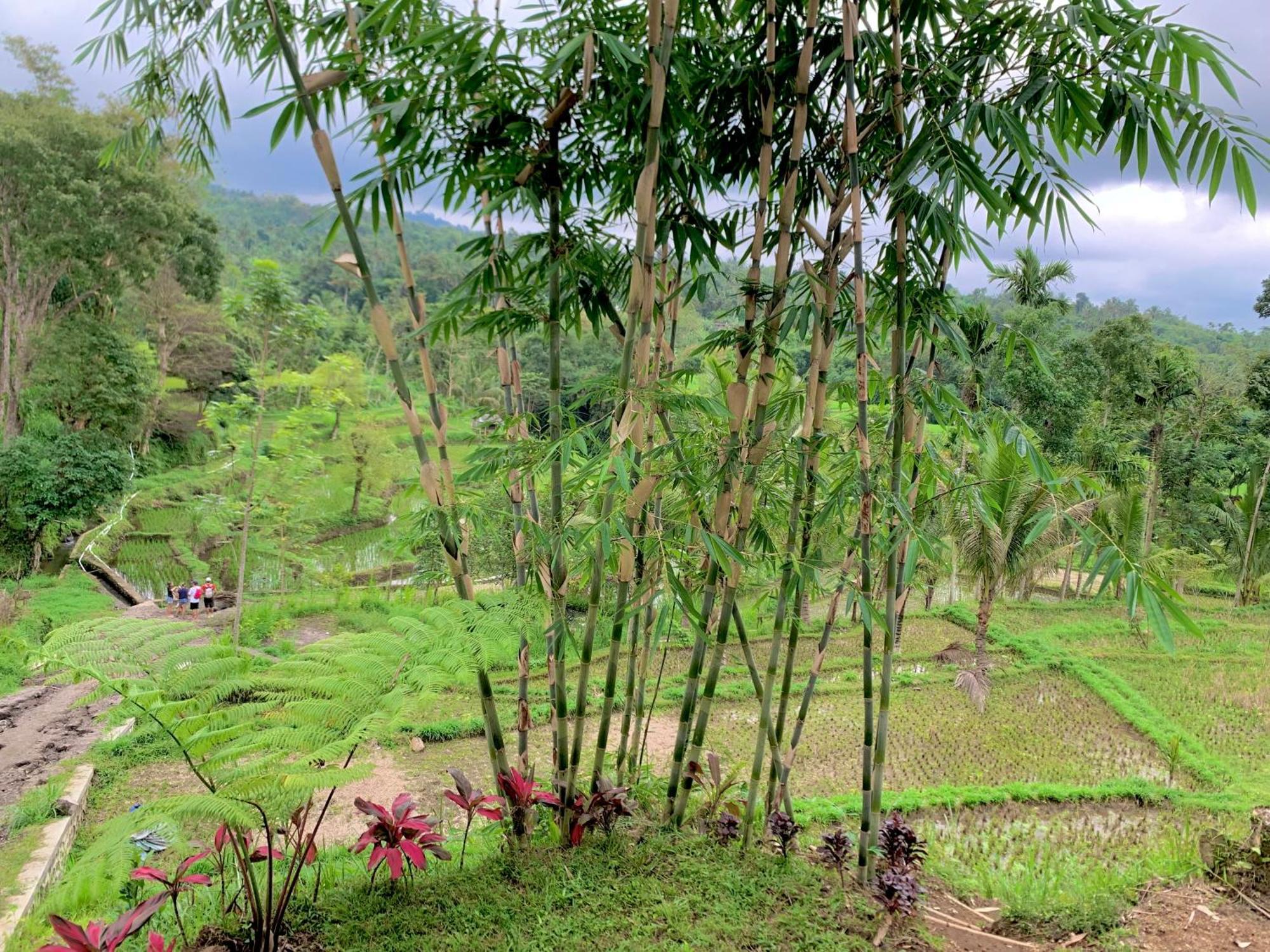The Alam Tetebatu Bungalow & Restaurant Eksteriør billede